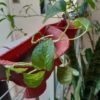 Pack of 12 Small Wall Hanging Pots For Indoor Outdoor Plants - Image 4