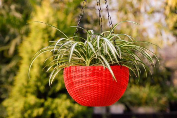 One Hanging pot new lined stunning design