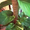 Coconut Plant Stick - 3Ft Pack of 4 Root Bridges Coco Moss Stick Pole Plant Straightener - Image 4
