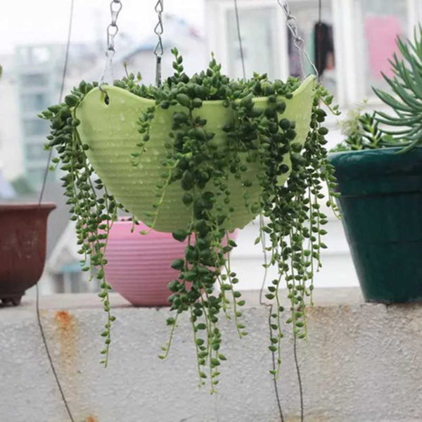 Pack of 2 Plastic Hanging Plant Pots, Flower Pots, Hanging Pots with Chain Hangers Planters Plastic Gardening Pots alternate to Clay Pots - Image 3